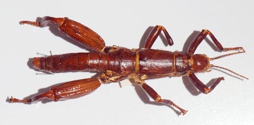 boque-6.jpg