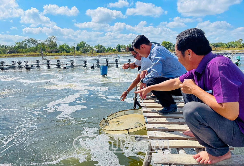 Le modèle d’élevage de crevettes super intensif apporte des revenus élevés aux agriculteurs de Dinh Binh.