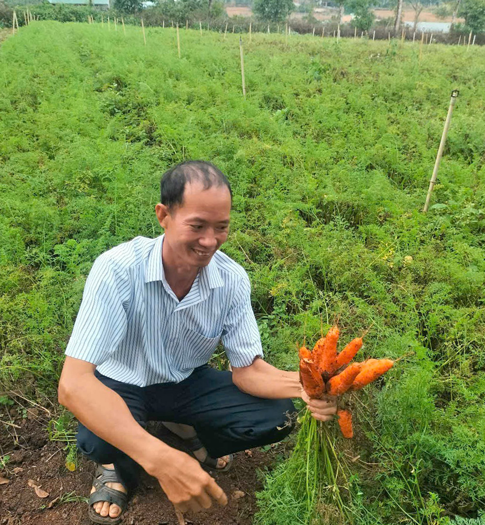 Al producir verduras, tubérculos y frutas orgánicas en la Cooperativa Agrícola Orgánica Huy Ngoc VN según el modelo de cadena, las ganancias aumentaron aproximadamente un 30%.