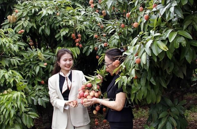 Du khách thích thú tham quan, hái vải tại vườn.