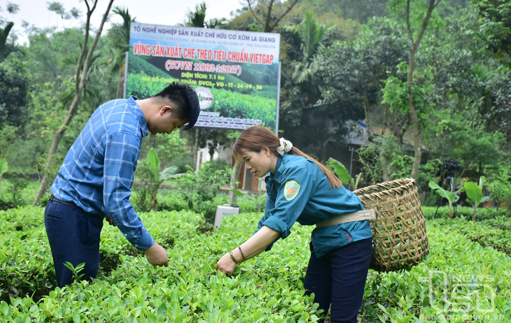 Gia đình chị Vi Thị Phương (Tổ trưởng Tổ nghề nghiệp sản xuất chè hữu cơ La Giang, xã Quang Sơn, Đồng Hỷ) vẫn duy trì trên 3.000m2 chè trung du, được chăm sóc theo tiêu chuẩn VietGAP, hướng hữu cơ.