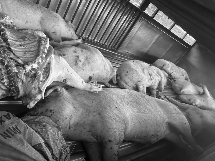 農業環境省は各省に対し、病気の豚の屠殺を厳格に行うよう要請している - 写真1。