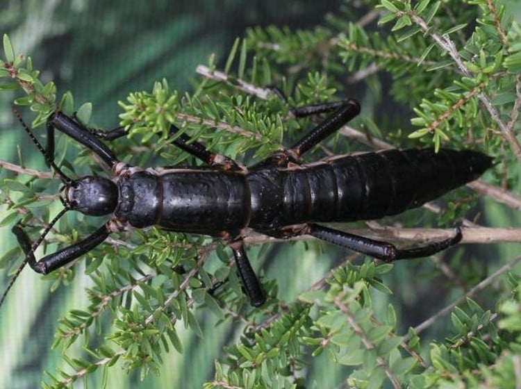 boque-9.jpg