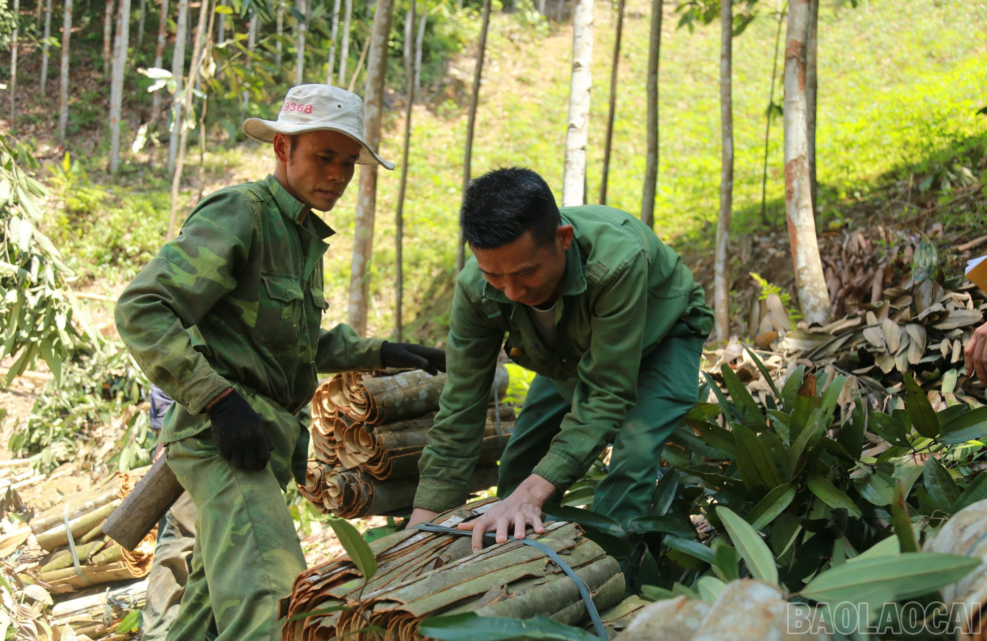 baolaocai-br_thu-hoach-que-o-xa-xuan-hoa.jpg