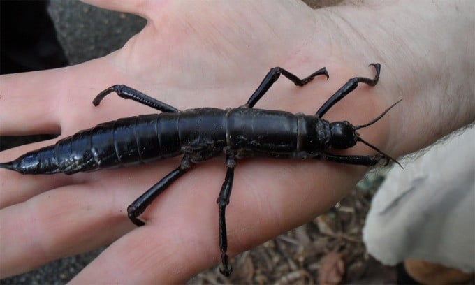 boque-1.jpg