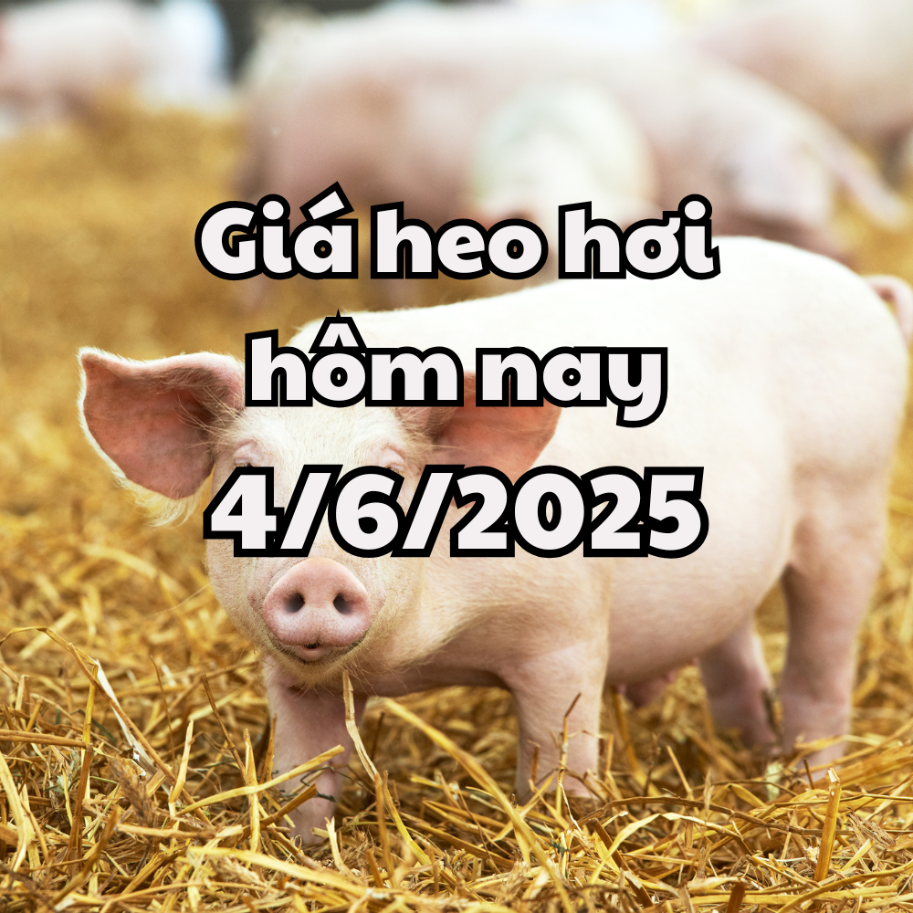 Giá heo hơi hôm nay 4 6 2025 Miền Bắc tăng liên tiếp 3 ngày, lên 70.000