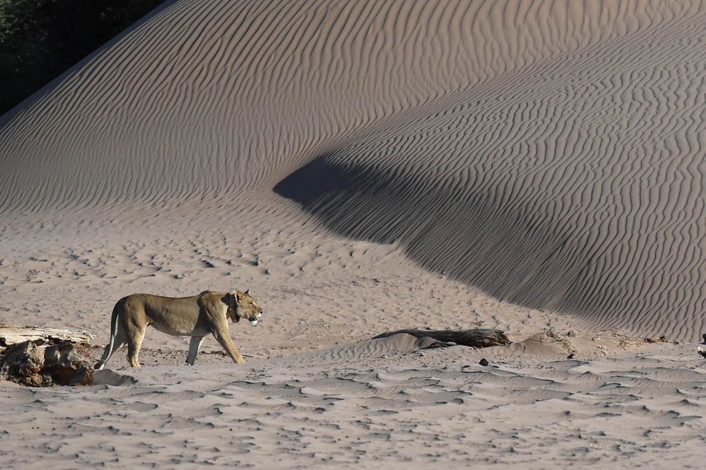 Tourist bitten to death by lion while visiting nature reserve - 3
