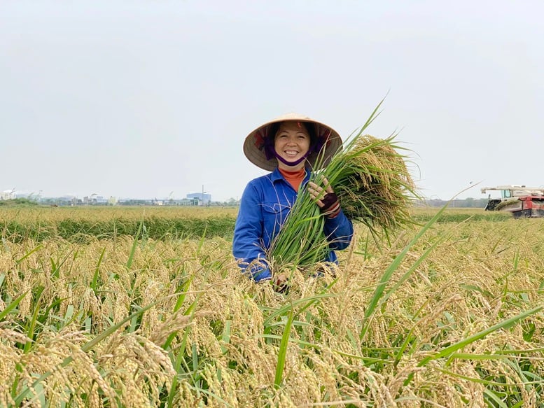Hình thành thương hiệu gạo Việt từ sản xuất xanh, bền vững- Ảnh 1.