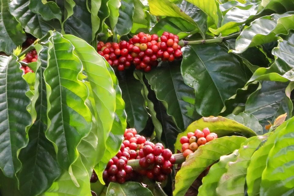 Precios de productos agrícolas al 2 de junio de 2025: Café y pimienta se mueven lateralmente