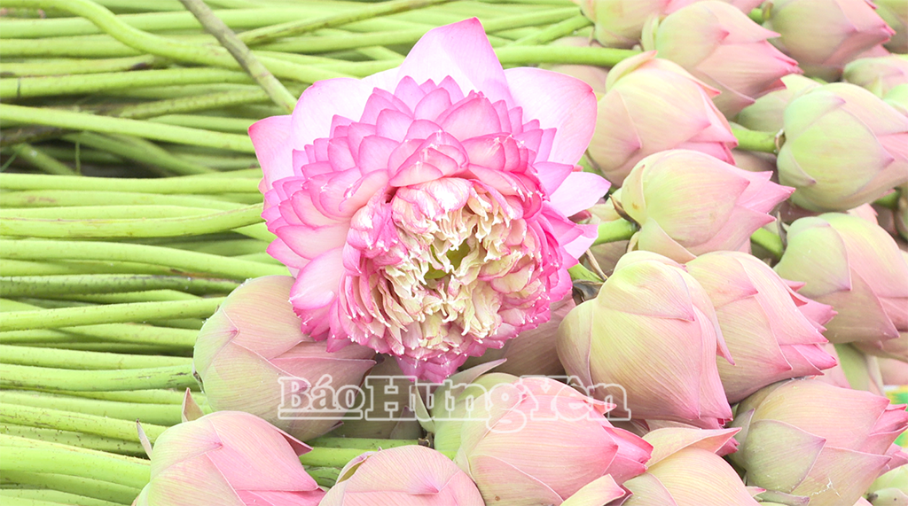 Do đặc trưng thổ nhưỡng cùng kỹ thuật chăm sóc nên những bông hoa sen được trồng ở Kim Động có hình thức đẹp 