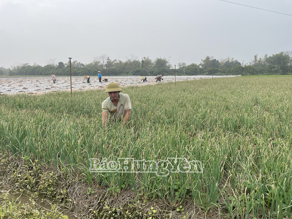 Mô hình sản xuất rau màu theo tiêu chuẩn VietGAP của nông dân Trần Văn Thịnh, xã Tống Trân