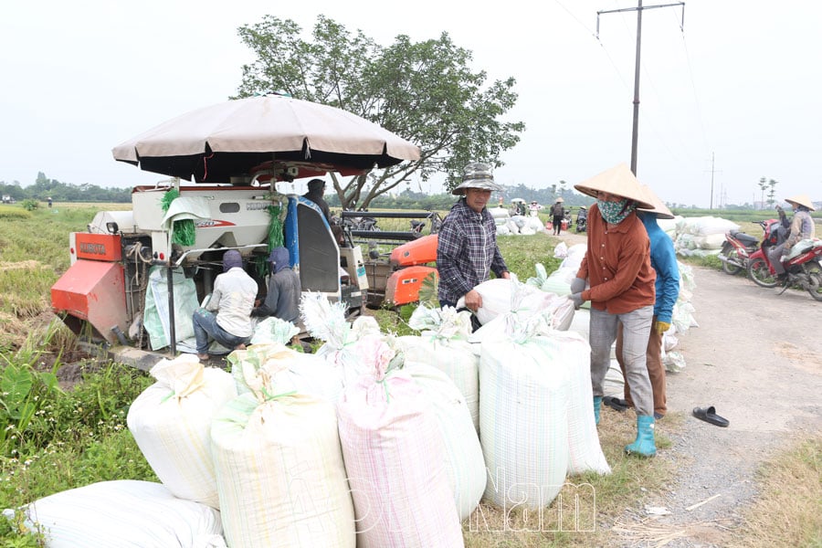 Diện tích lúa giống của HTXDVNN Nguyễn Úy đạt giá trị cao hơn 25 lúa đại trà