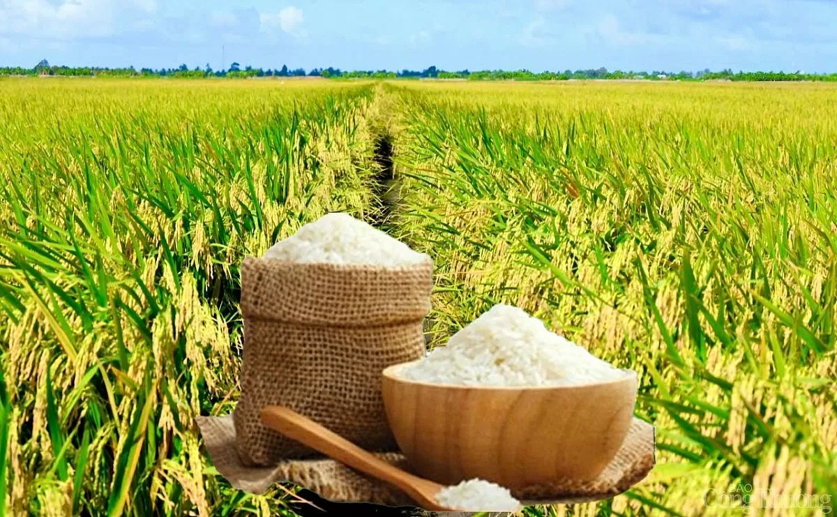 Giá lúa gạo hôm nay ngày 5/6: Lúa quay đầu tăng mạnh