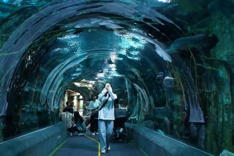Lotte World Aquarium ប្រទេសកូរ៉េ៖ ដំណើរឆ្ពោះទៅរកមហាសមុទ្រដ៏អស្ចារ្យ