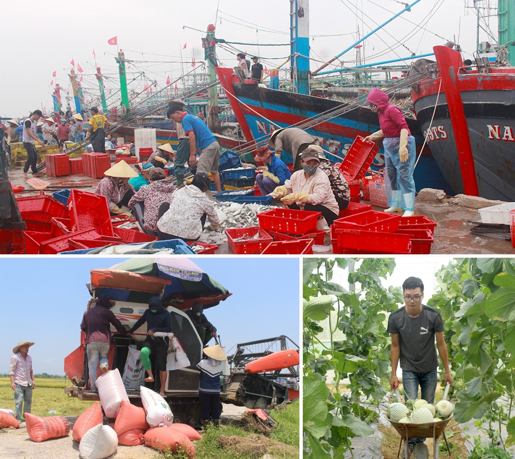 ảnh nông sản 2