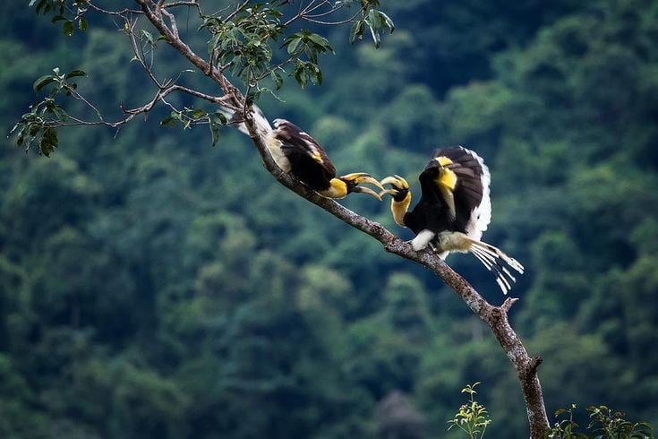 7. Được xem là biểu tượng tâm linh ở nhiều nền văn hóa. Ở một số bộ tộc bản địa Đông Nam Á và Ấn Độ, chim hồng hoàng được coi là loài linh thiêng, biểu tượng của sự cao quý, trí tuệ và khả năng kết nối giữa con người với thế giới linh hồn. Ảnh: Pinterest.