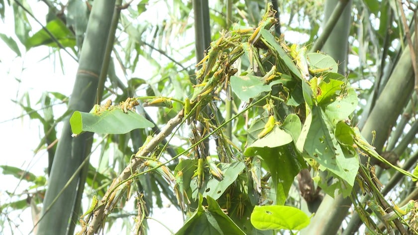 Hàng triệu con châu chấu bám trên cành để ăn lá cây.