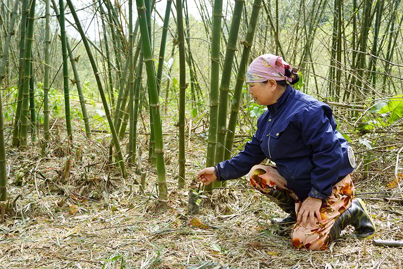Châu chấu phá hoại khiến cho nhiều cây măng của gia đình bà Nguyễn Thị Chương ở tổ dân phố Chiến Thắng (thị trấn Nông trường Việt Trung, Bố Trạch) không phát triển được.
