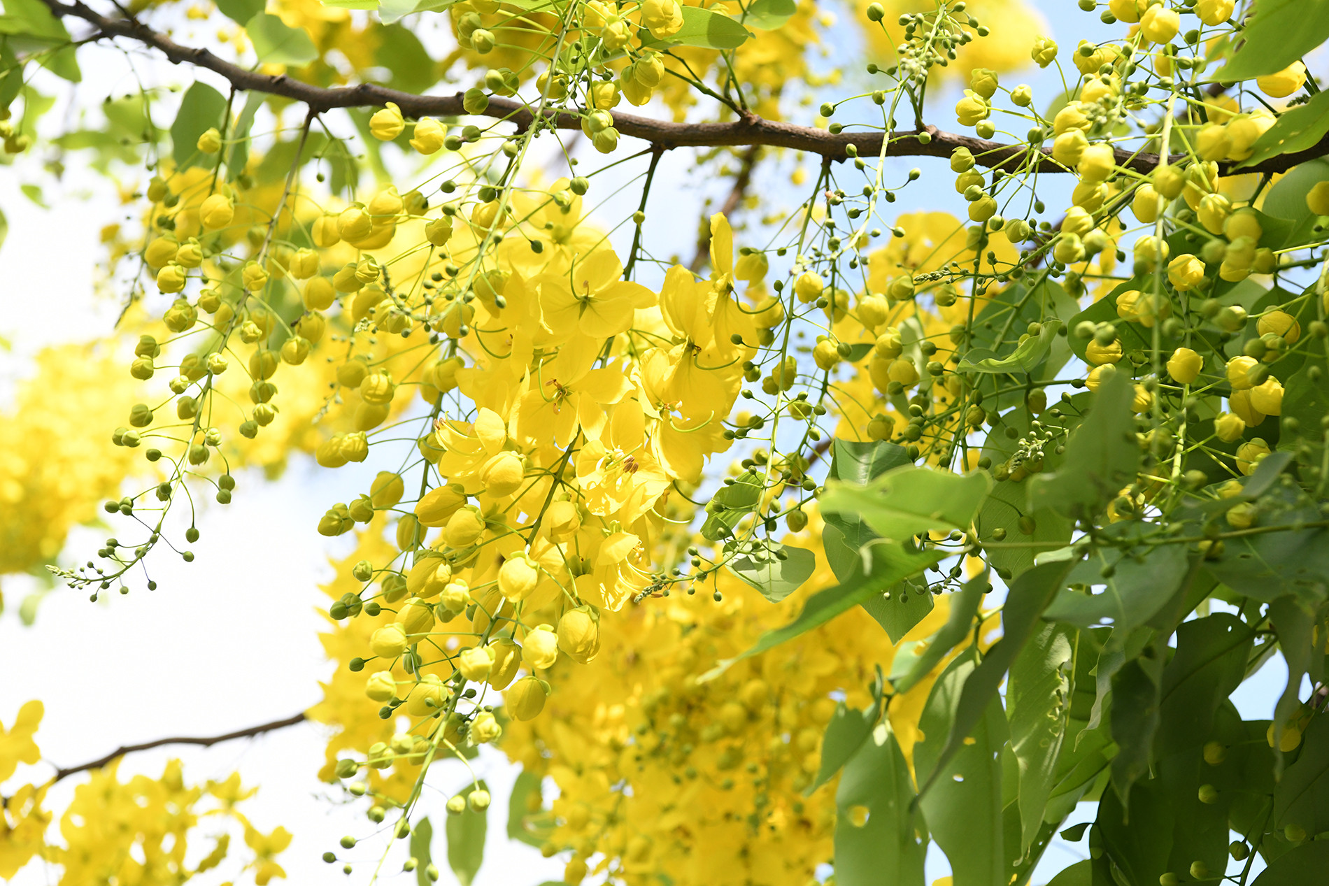 Loài cây thân và cành nhỏ bé nhưng nặng trĩu hoa, bung nở thành từng chùm dài đung đưa trong gió.