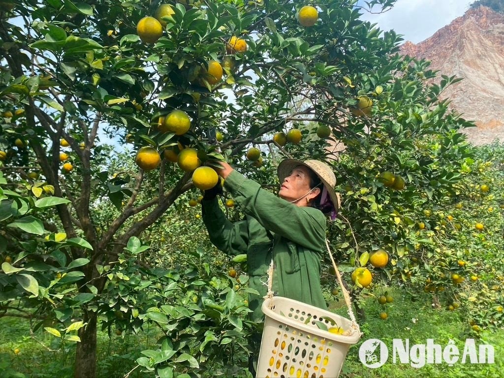 Thu hoạch Cam xã Đoài ở Đồng Thành (Yên Thành). Ảnh: Văn Trường