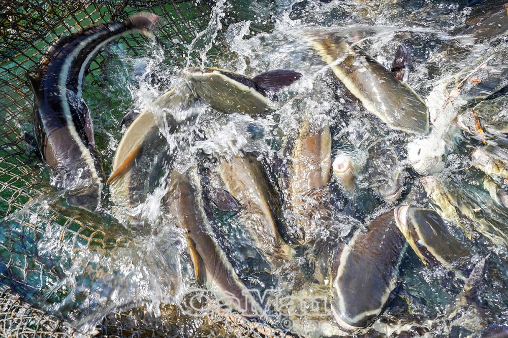 Locals usually buy fresh, low-quality fish from fishermen around the island to feed the grouper. When the fish reach a weight of 1-2 kg/each or more, they can be fed whole low-quality fish measuring 10-15 cm.