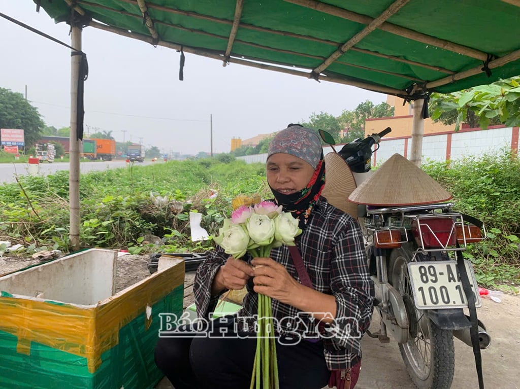 Trung bình một bông sen bán ra thị trường có giá từ 5.000 đồng trở lên