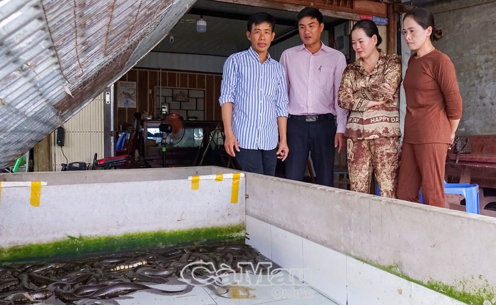 គំរូនៃការចិញ្ចឹមពស់យក្សពីដើមទុនកម្ចី TDCS របស់លោកស្រី Huynh Ut Nho (ទីពីរពីស្តាំ)។