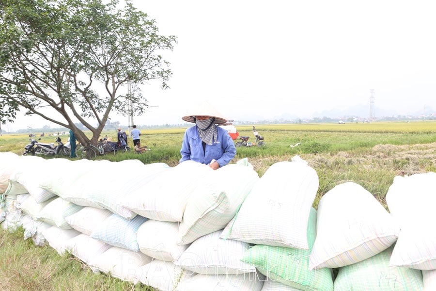Diện tích lúa giống của HTXDVNN Nguyễn Úy đạt giá trị cao hơn 25 lúa đại trà