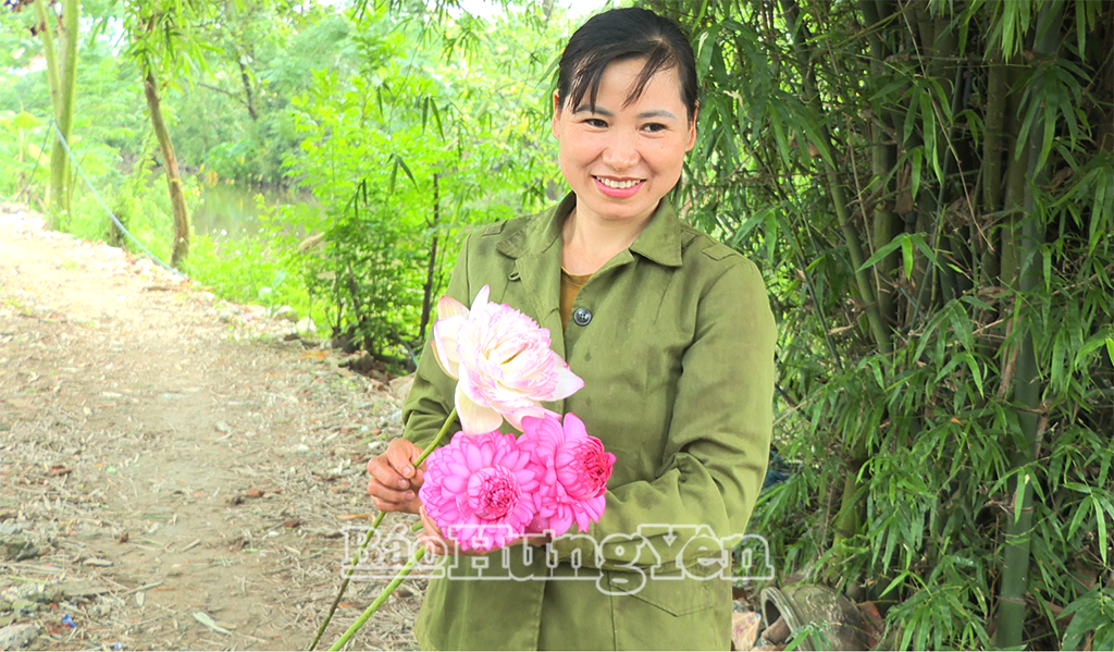 Giống sen ngoại được hộ chị Vũ Hồng Dung ở xã Chính Nghĩa canh tác là Super và S1000...