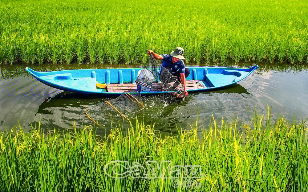 Nhờ áp dụng khoa học - kỹ thuật vào nuôi tôm nên người dân yên tâm khi trúng mùa.