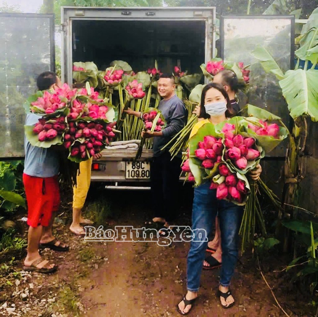 Thương lái thu mua hoa sen tại hộ chị Vũ Hồng Dung ở thôn Tạ Thượng, xã Chính Nghĩa