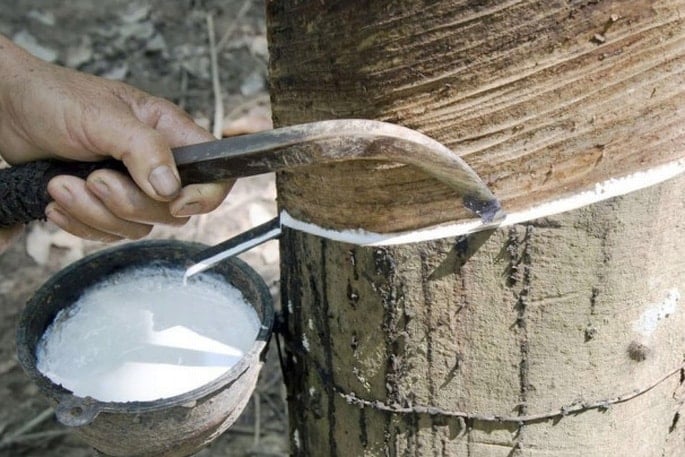 Giá cao su hôm nay 56 Đồng loạt giảm mạnh trên các sàn giao dịch