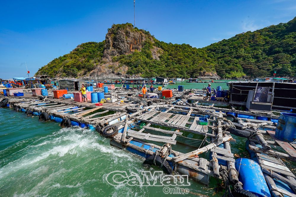 The practice of raising grouper in cages on Hon Chuoi Island requires placing the cages in the narrowest areas, bays, or on the back of the island, avoiding strong waves and winds that could damage the cages and wash away the feed.