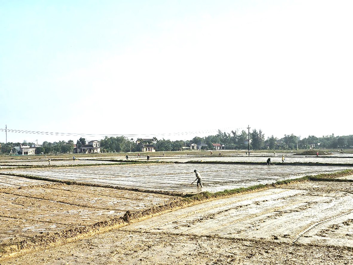 Proactively regulate water for summer-autumn crop