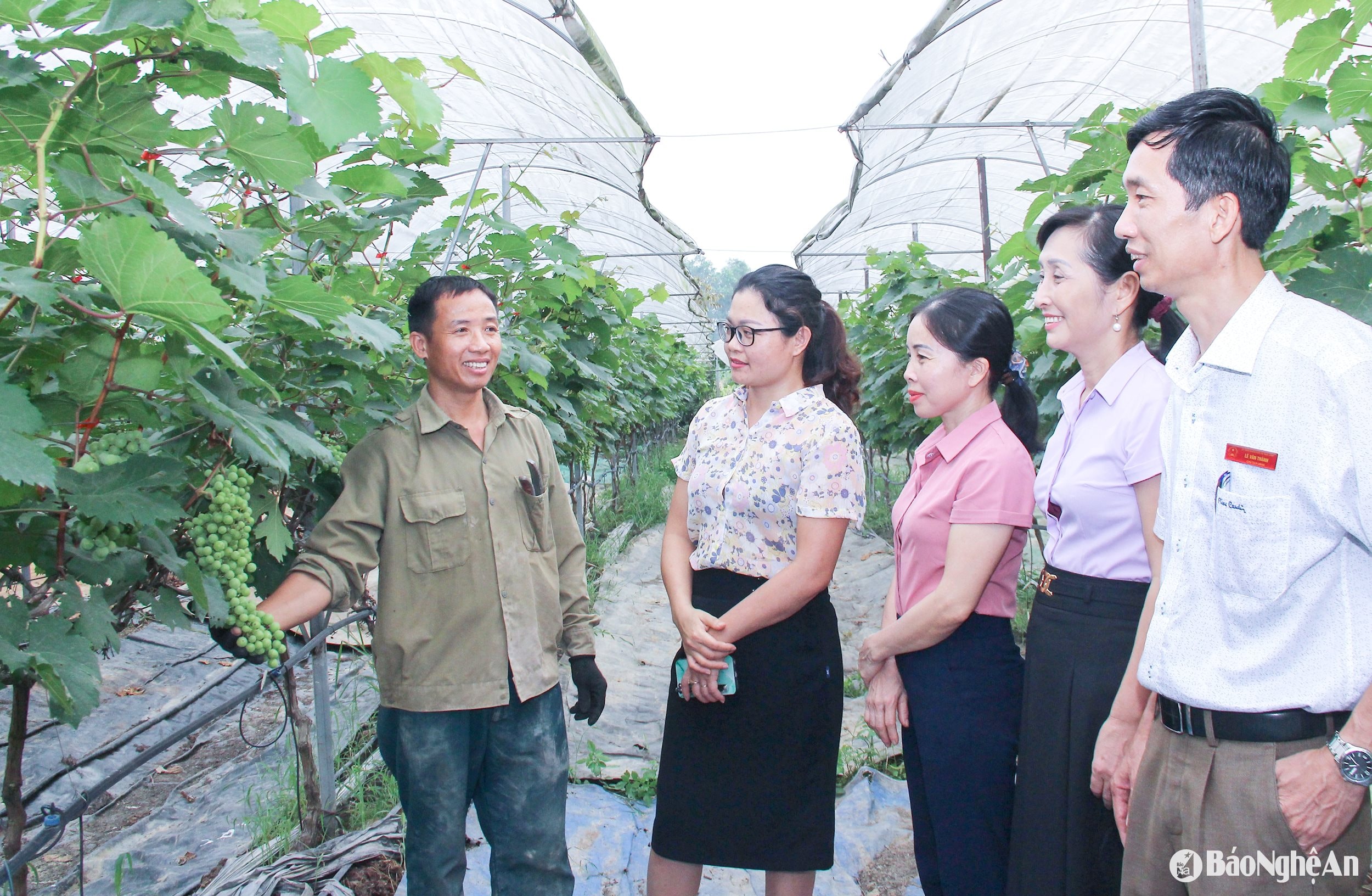 Modelo de cultivo de uva de alta tecnología en la comuna de Nam Linh. Foto de Mai Hoa.