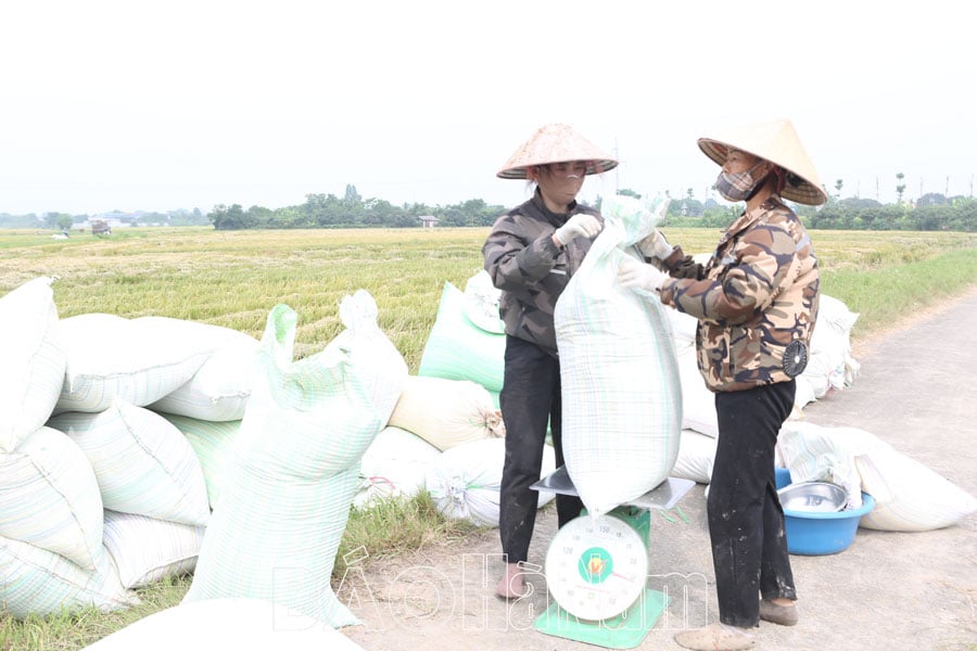 Diện tích lúa giống của HTXDVNN Nguyễn Úy đạt giá trị cao hơn 25 lúa đại trà