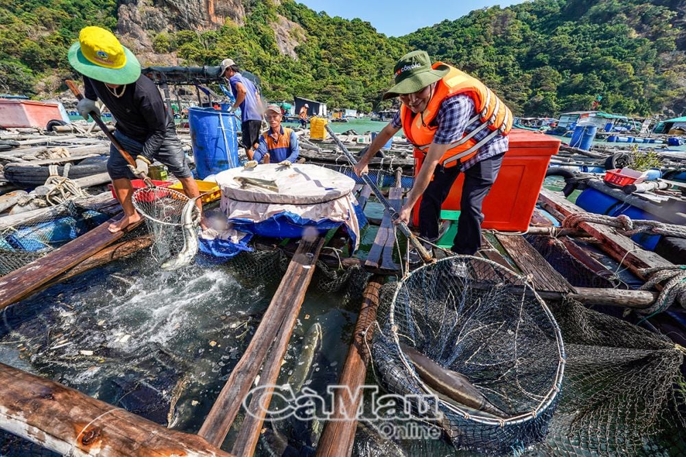 Mr. Nguyen Minh Nhut (on the right), Secretary of the Tran Van Thoi District Party Committee, surveys the model of cage fish farming around Hon Chuoi Island.