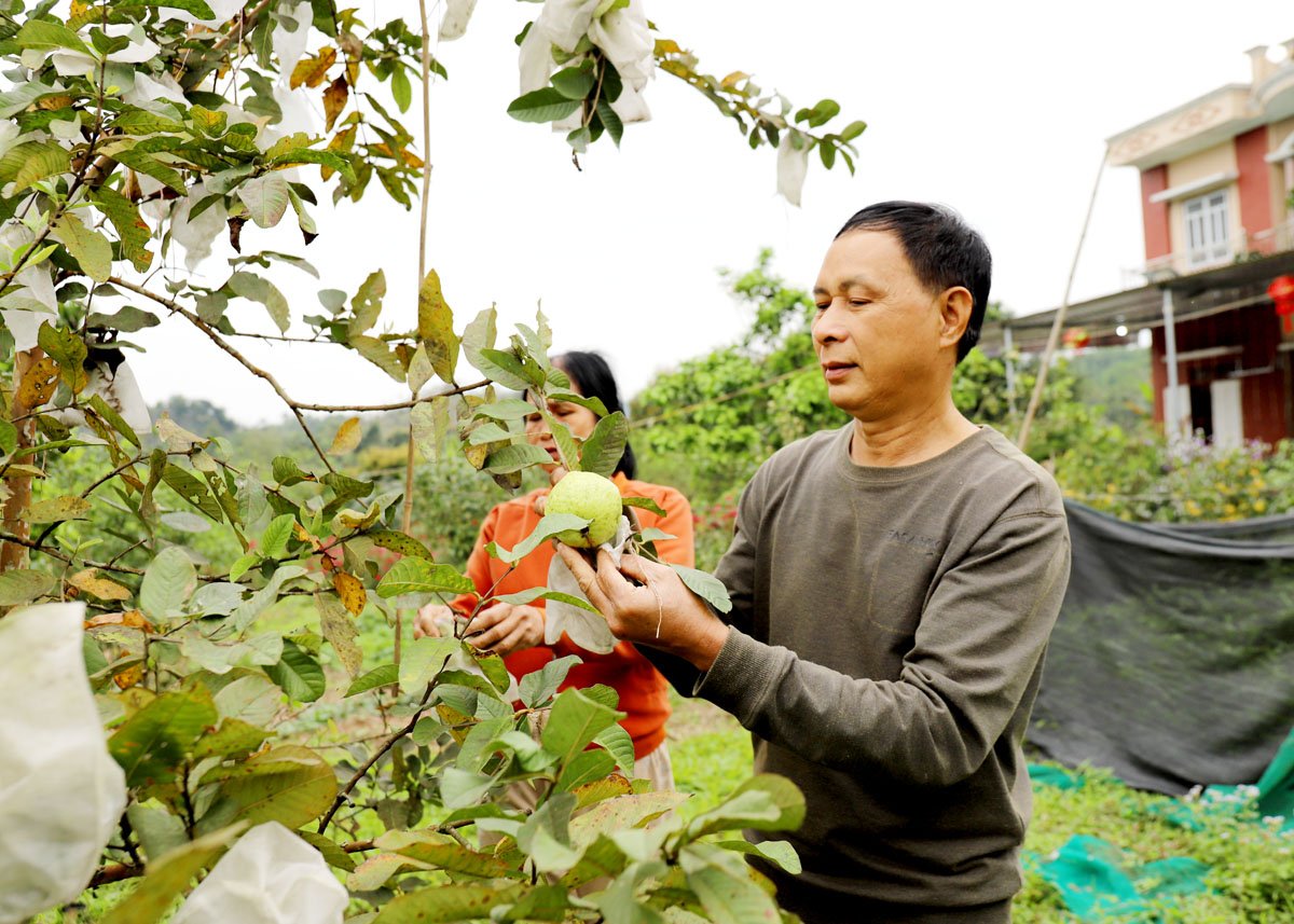 Vườn ổi của ông Hoàng Xuân Bắc, tổ 1, thị trấn Yên Bình mang lại thu nhập khá cho gia đình.