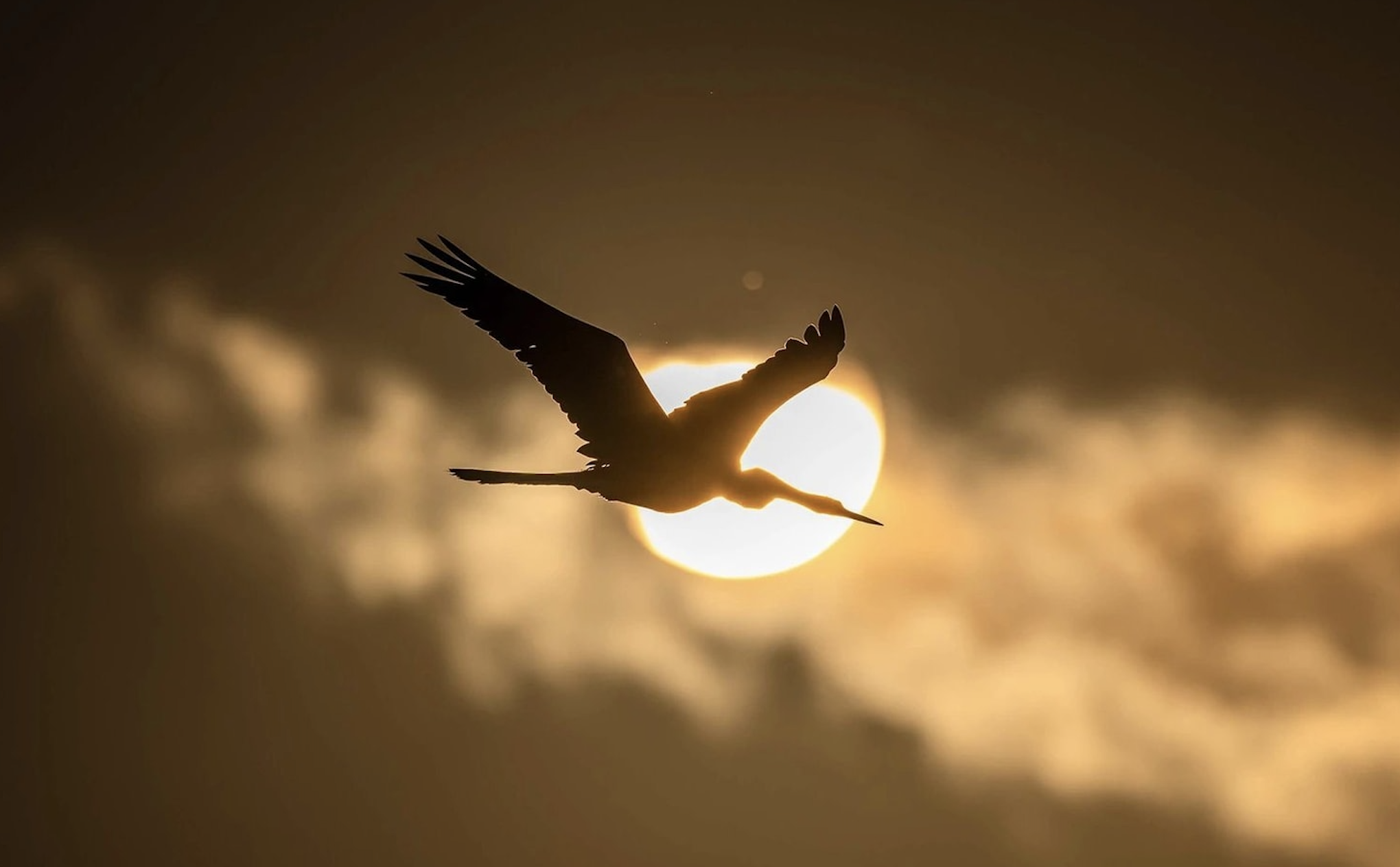 Rare birds flock to Son Tra: Da Nang's green peninsula becomes an 'international corridor'