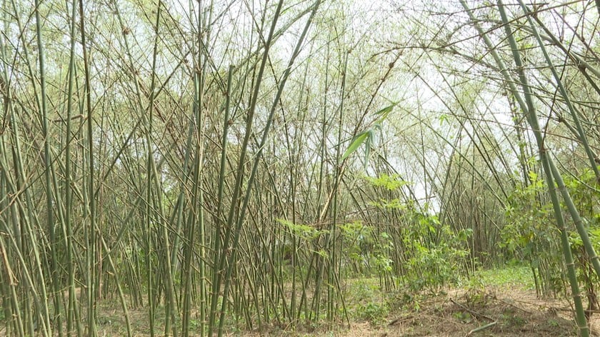 Nhiều hecta cây luồng lấy măng của người dân đại phương bị châu chấu ăn trụ lá.