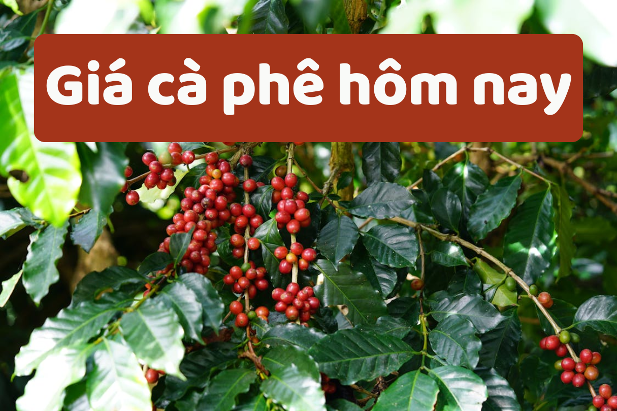 Giá cà phê hôm nay 5/6/2025: Giảm mạnh do nguồn cung dồi dào