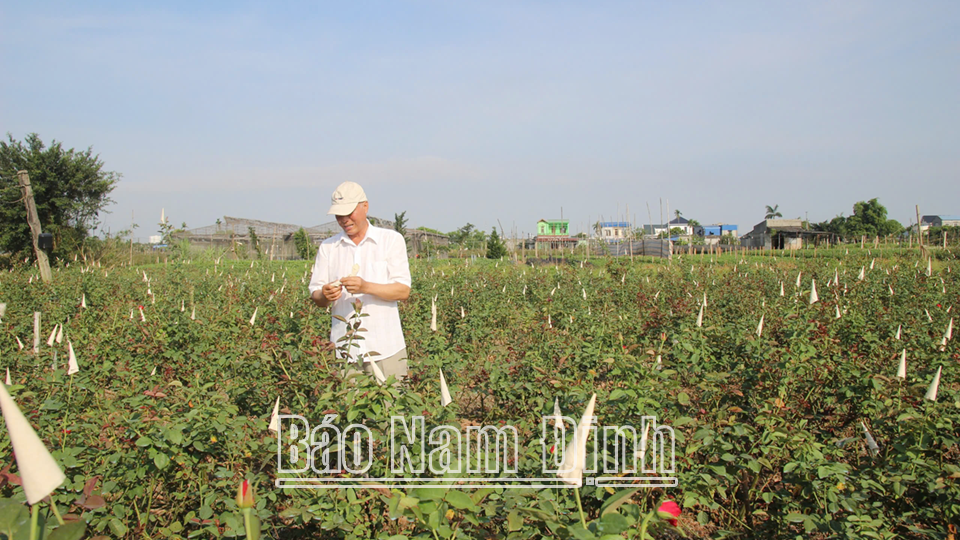Người cao tuổi phường Nam Phong (thành phố Nam Định) phát triển nghề trồng hoa.