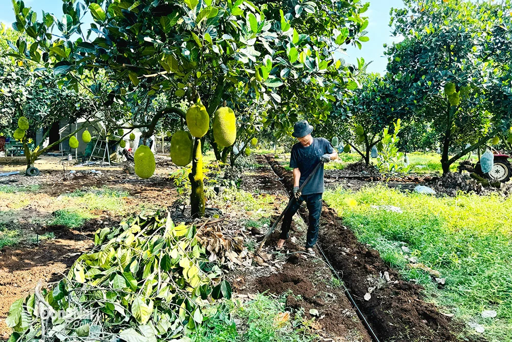 Giá mít xuất khẩu giảm sâu, ông Nguyễn Văn Quyết (nông dân tại xã Xuân Bắc, huyện Xuân Lộc) giảm diện tích trồng mít chuyển sang cây trồng khác. Ảnh: B.Nguyên