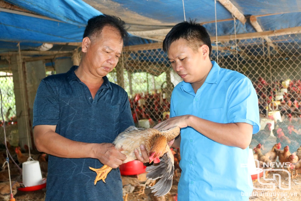 Quy trình chăn nuôi gà được gia đình anh Vũ Văn Quang, xóm Bờ Suối, xã Nam Hòa (Đồng Hỷ) chia sẻ với các đại lý thông qua mạng xã hội.
