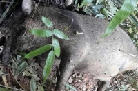 プマット国立公園でイノシシが死んでいるのが発見された。