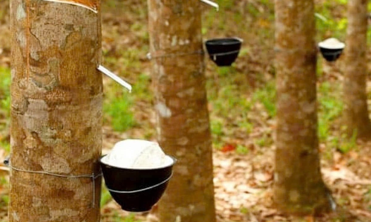 Rubber price today 66 Decrease on the exchange