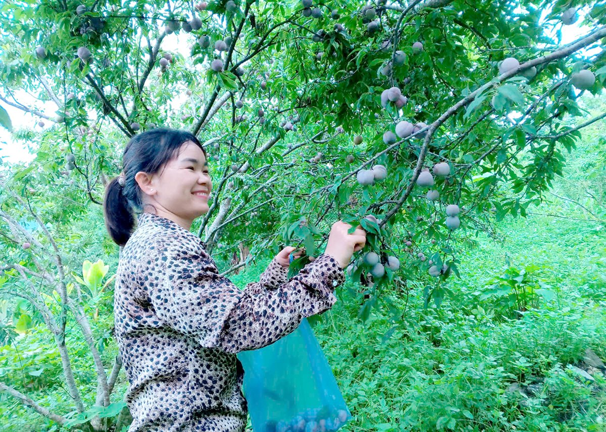 Ms. Vuong Thi Sinh, Coc Pai town, harvests Tam Hoa plums.