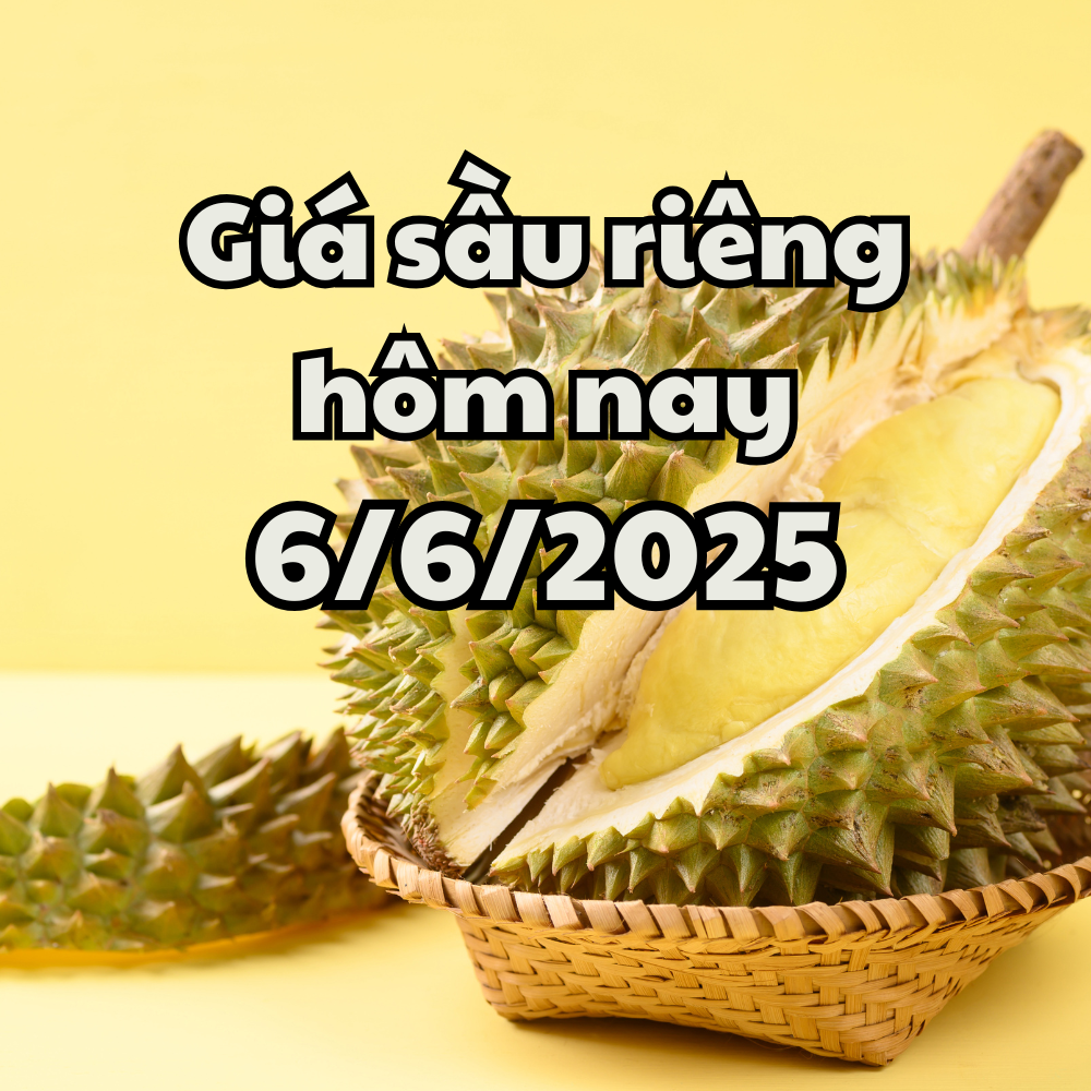 Giá sầu riêng hôm nay 6 6 2025 Xuất hiện hệ thống giám sát sầu riêng mới