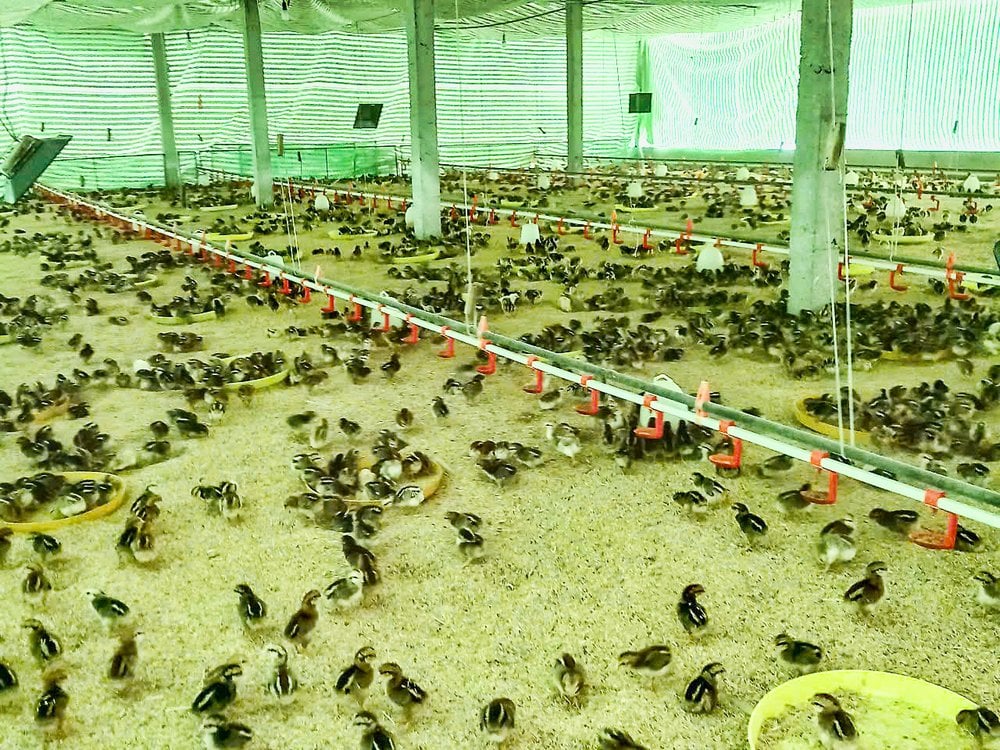 Mô hình nuôi gà theo hướng tập trung không chỉ giúp người dân nâng cao thu nhập, tạo việc làm ổn định mà còn góp phần bảo vệ môi trường.

