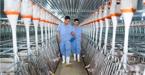 Đề xuất xây ‘chung cư’ 6 tầng cho... lợn ảnh 2
